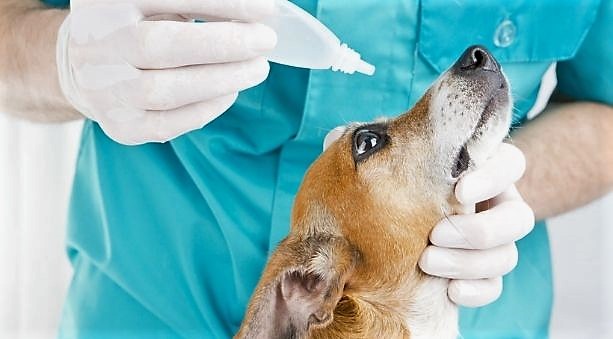 Occhi, igiene e cura del cane