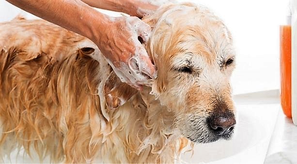 Pelo e cute del cane